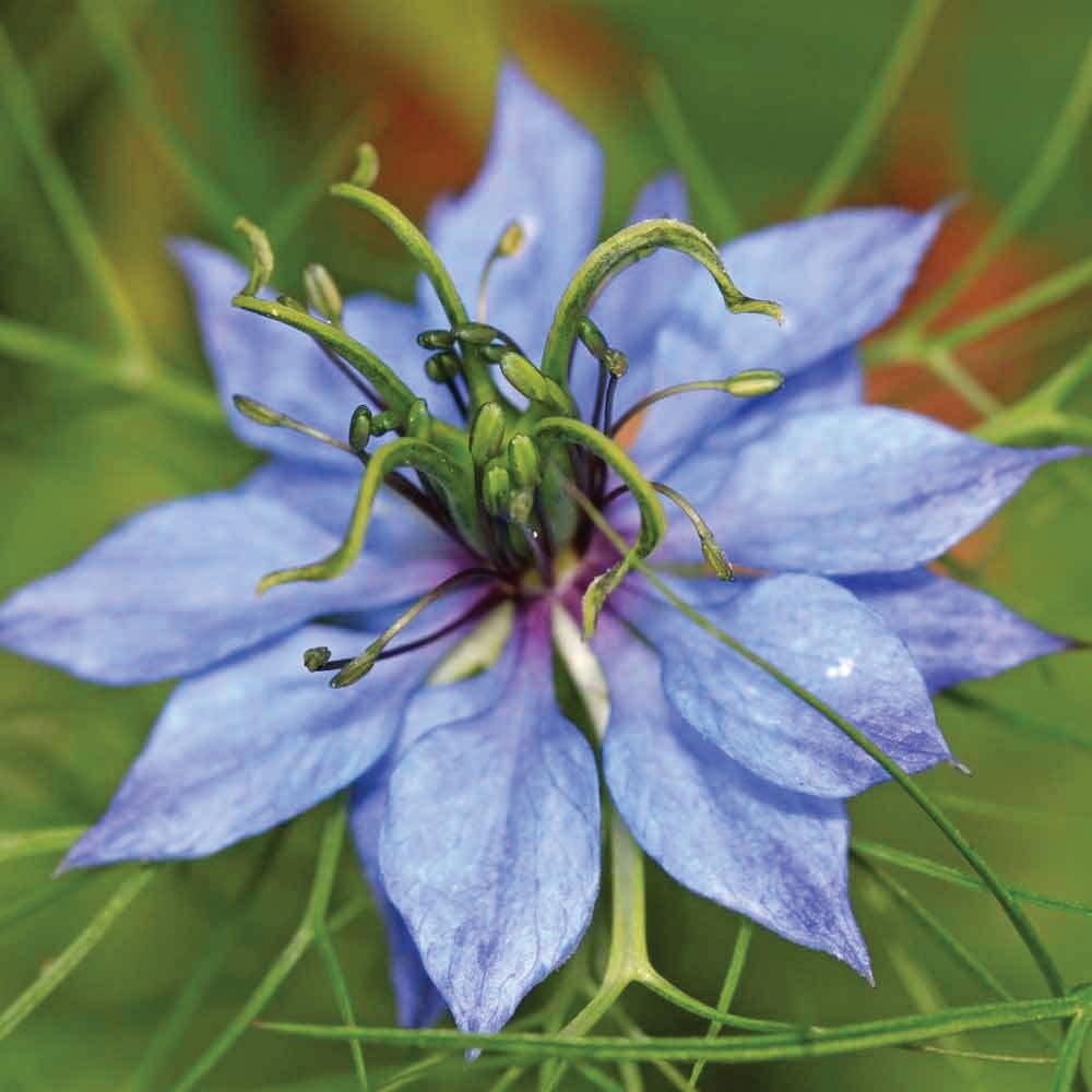 500ml Pure Black Seed Oil - 100% Ethiopian Nigella Sativa Cumin Cold