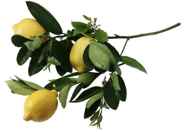 Essential Oil - Lemon