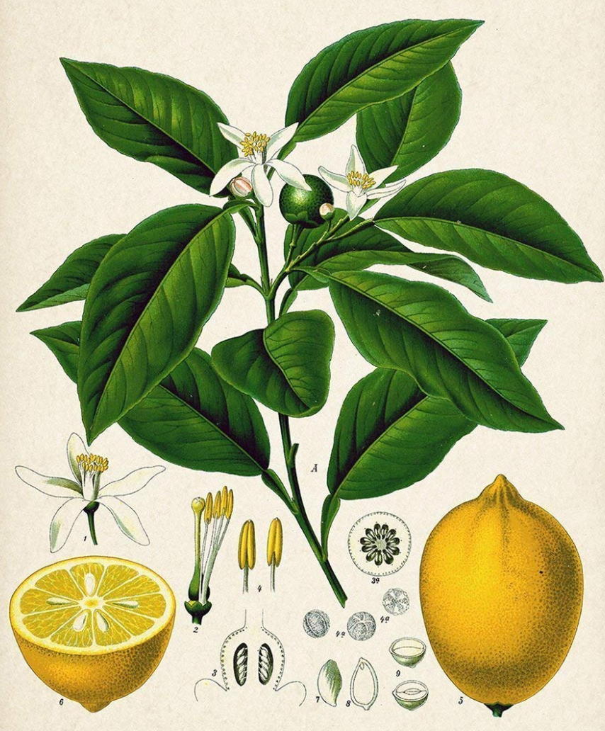 Essential Oil - Lemon