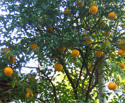 Essential Oil - Lemon